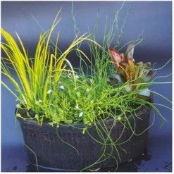 Multipack Da 4 Piante Palustri Per Laghetto Con Terriccio E Cesto Quadrato 20 Cm