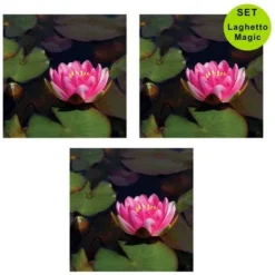 Multipack Da 3 Pz Ninfea Rossa Pianta Per Laghetto In Vaso Piante Acquatiche Laghetto Magic